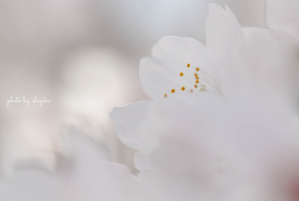 time slip 桜