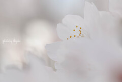 time slip 桜