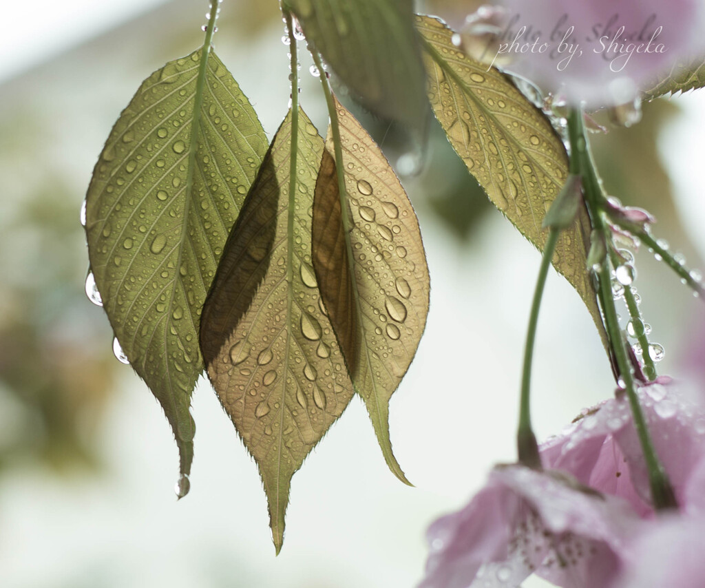 time slip 桜