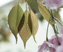 time slip 桜