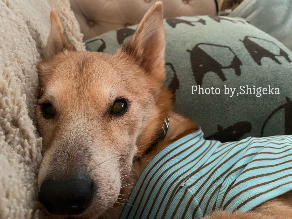 天ちゃんはお爺だからフードで採れない栄養を直に貰えるようになりました ヤッタゼ