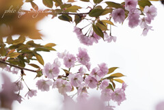 time slip 桜