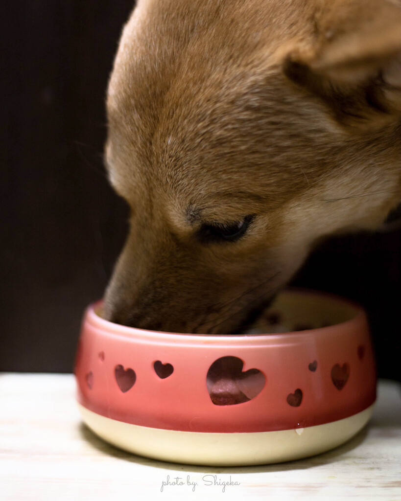 天は 雑食食いしん坊早食い