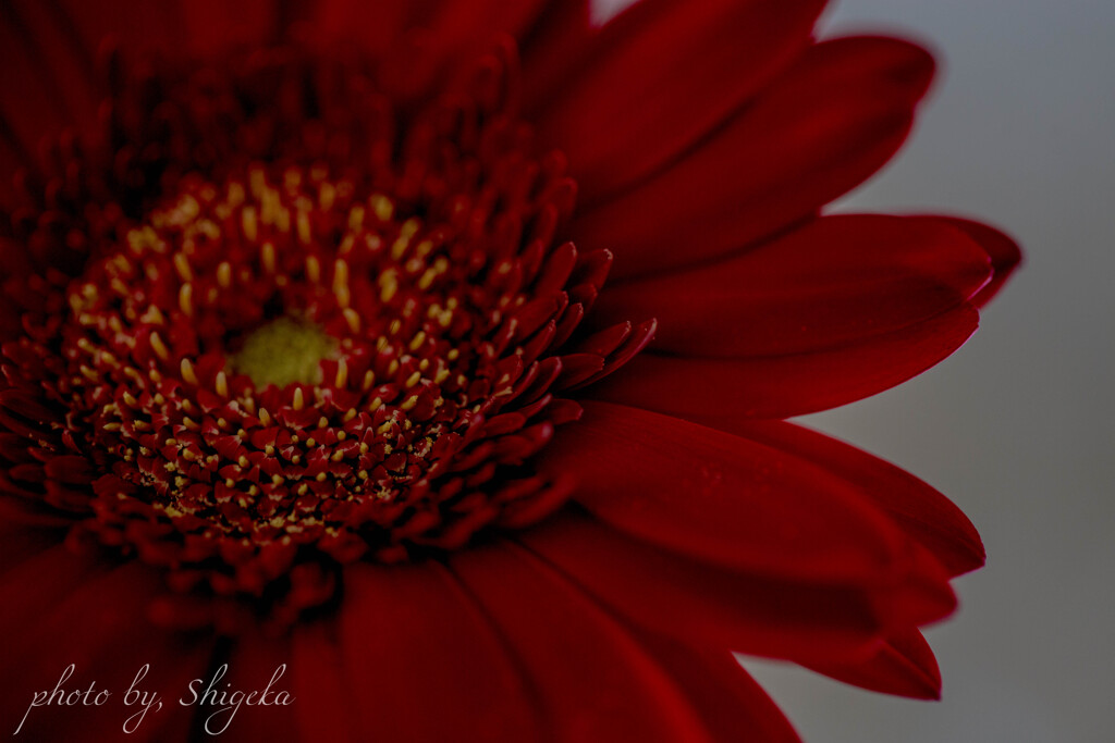 Gerbera  　赤
