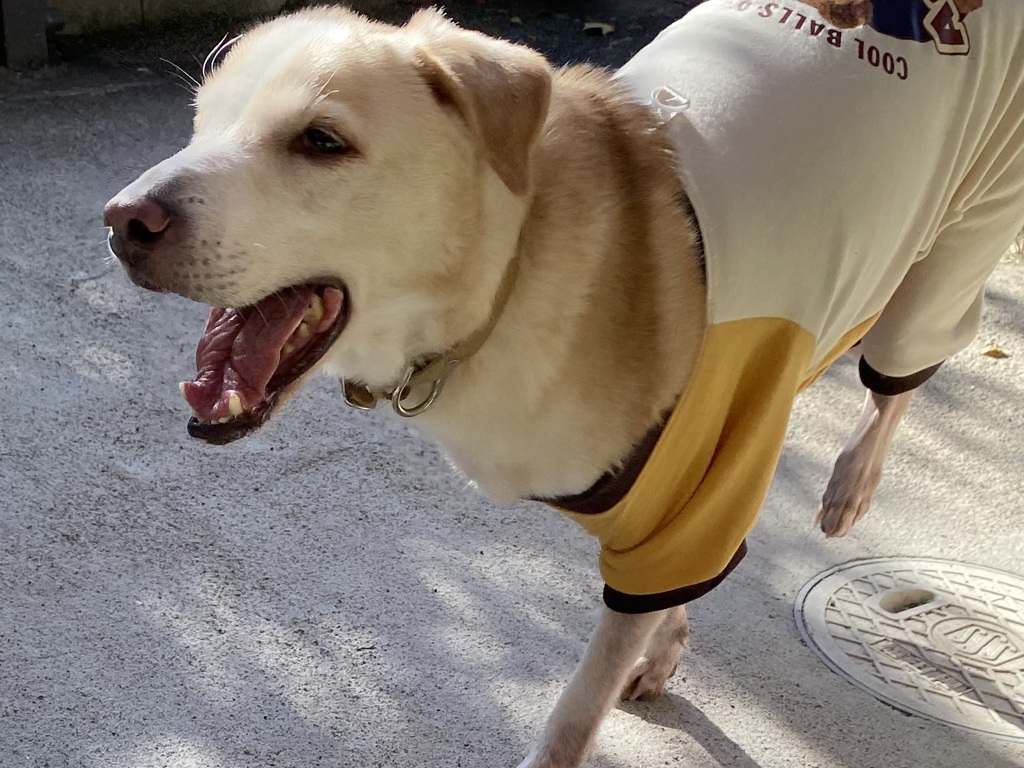 ソーヤのご機嫌な日 ♫ あんまり騒がないソーヤがノリノリに♬.*ﾟ