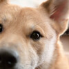 寝起きの目を腫らした天