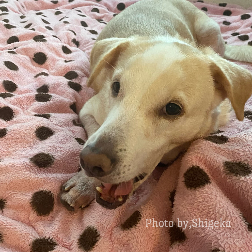 ソーヤ6歳8ヶ月 やっとうちの子感出てきました