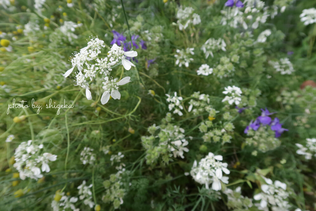 花束にして誰かにあげたくなる　私は花束を貰うのが嫌い