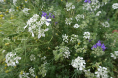 花束にして誰かにあげたくなる　私は花束を貰うのが嫌い