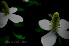 ドクダミの花