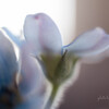 柔らかそうな毛が花も少しおおってる