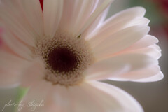 ★ Gerbera　薄ピンク