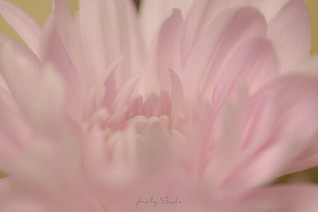 ★ 蕊を守るように抱く花