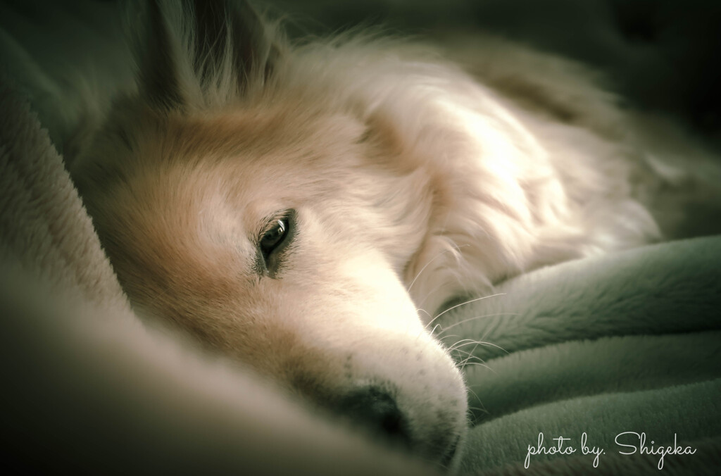 とある日のモツ： 眠くて堪らないのを起こしてしまった