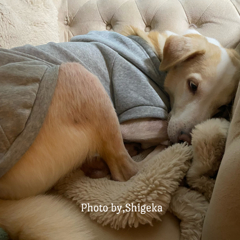 ソーちゃん中型犬なのに大型犬サイズしか入らないパーカーも5L