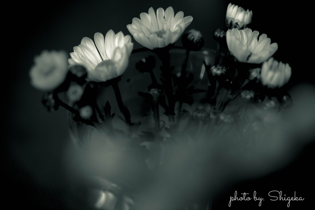 a small chrysanthemum