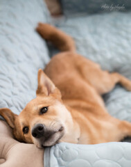 凶暴犬天のくつろぎショット