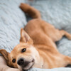 ★ 凶暴犬天のくつろぎショット