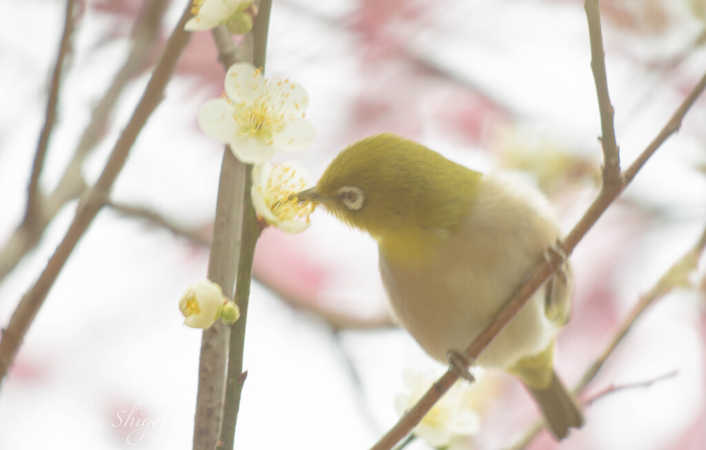 8年目のウメジロー