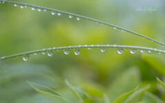 雨 粒