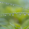 雨 粒