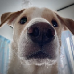 ソーヤ １歳の頃  (現6歳)