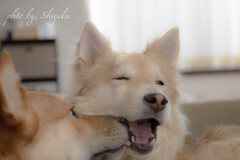 天っ！あくびのじゃましないの！