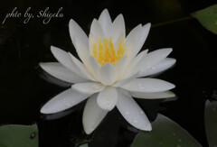 蓮の花　白
