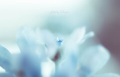 この水色の花と一緒に居よう
