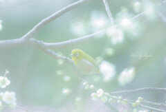 メジロちゃん