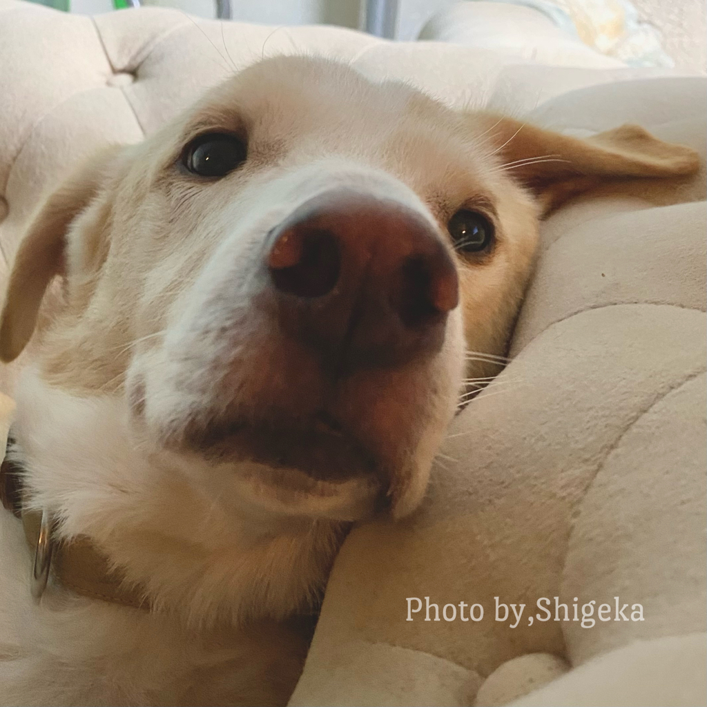 天の目薬の後、ソーヤの番が来ると最後まで逃げ回る父さんに捕まっても暴れる