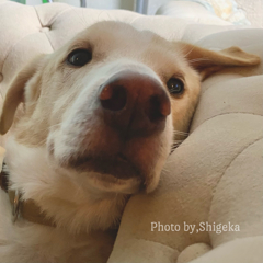 天の目薬の後、ソーヤの番が来ると最後まで逃げ回る父さんに捕まっても暴れる