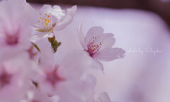SAKURA