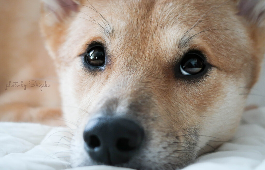 天は家中破壊行為をする。暴れん坊だけど、甘えん坊だから許せてしまう。