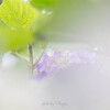 紫陽花　『 雨あがり 』