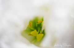 『 蕊 』