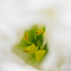 『 蕊 』