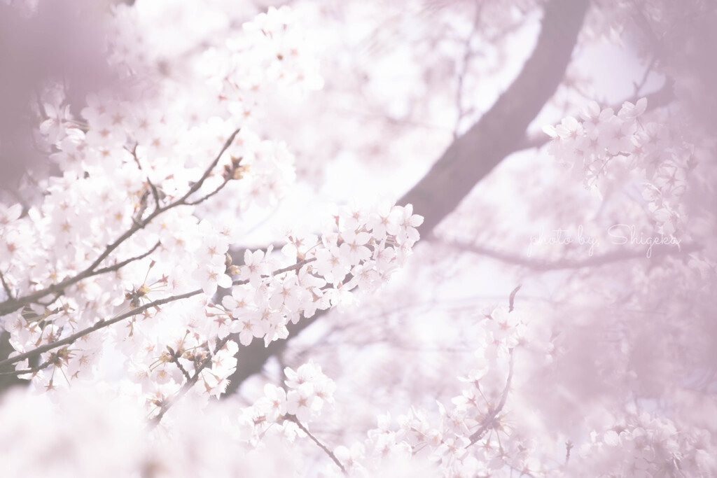 time slip 桜