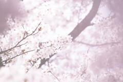 time slip 桜