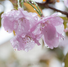 time slip 桜
