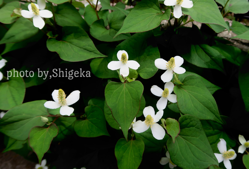 ドクダミの花