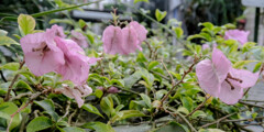 ブーゲンビレア
