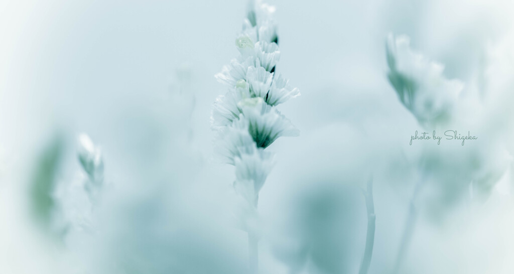 私の中に咲いた花