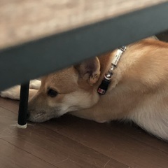 退屈そうな、天