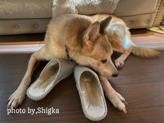 母さんのスリッパを枕にして眠る天