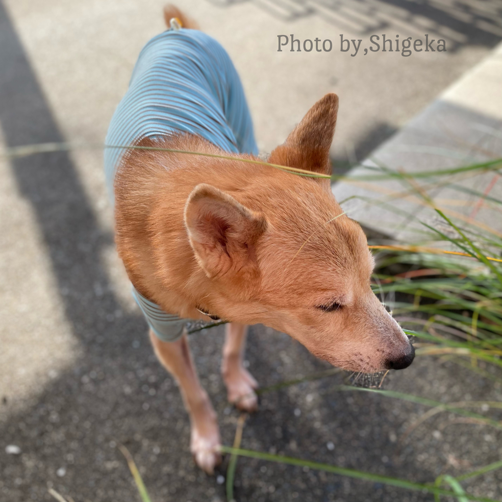 触ると手が切れるのススキ？天ちゃんは好んで食べる