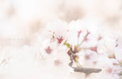 time slip 桜