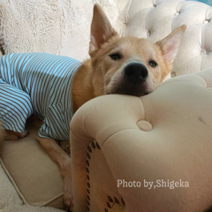 天、う〇ちはトレーでする、お〇っこは間に合わないだからマナーベルトとロンパース