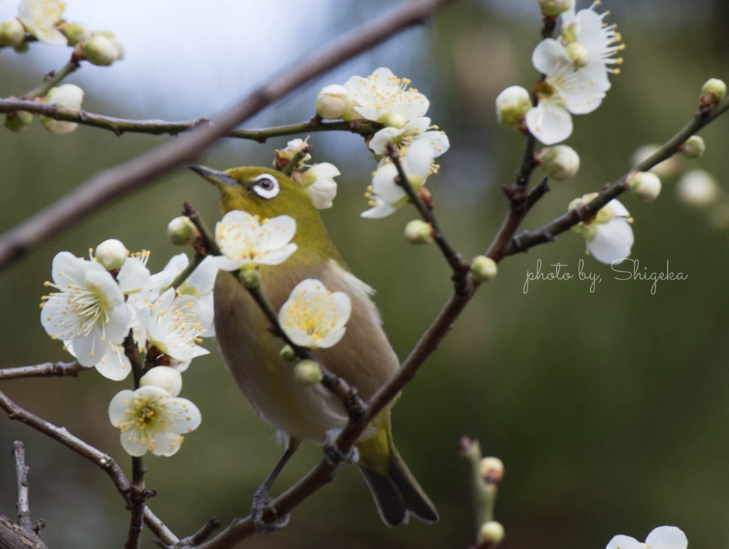 花かざり、メジロちゃん