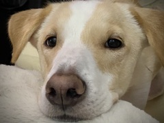 ソーヤ 　6歳